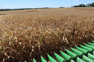 Leia mais sobre o artigo Inicia colheita do milho no RS