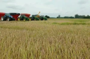 Leia mais sobre o artigo Produtores do RS dão sequência à colheita dos grãos