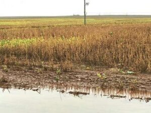 Leia mais sobre o artigo Apesar das condições climáticas desfavoráveis, avança colheita da soja no RS