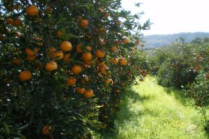 Leia mais sobre o artigo Seapi publica IN com novas regras para os citros para prevenir entrada do Greening no RS