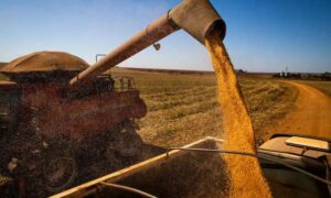 Leia mais sobre o artigo Brasil colherá 297,5 milhões de toneladas de grãos, estima a Conab