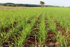 Leia mais sobre o artigo Condições climáticas variáveis dificultam plantio do trigo no RS