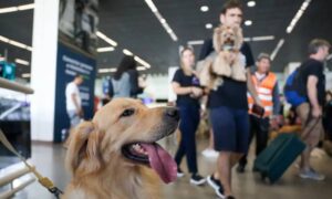 Leia mais sobre o artigo Convívio com animais traz benefícios à saúde física e mental do tutor