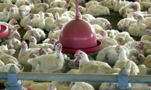 Leia mais sobre o artigo Ministério da Agricultura descarta novos casos de doença aviária no RS