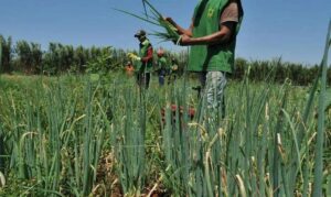 Leia mais sobre o artigo Agricultores gaúchos vão passar a utilizar o Cadastro Ambiental Rural do Governo Federal