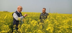 Leia mais sobre o artigo Produtores investem em canola para reduzir riscos