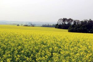 Leia mais sobre o artigo Canola em floração embeleza o cenário na região