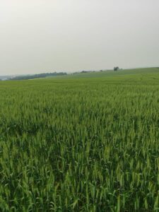 Leia mais sobre o artigo Cotrirosa realizará Tarde de Campo do Trigo