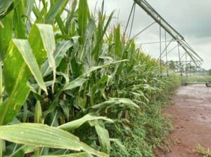 Leia mais sobre o artigo Abertas as inscrições para Seminário Regional de Irrigação em Santo Ângelo