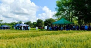 Leia mais sobre o artigo Dia de Campo aborda manejos e características de cultivares de trigo em Três de Maio