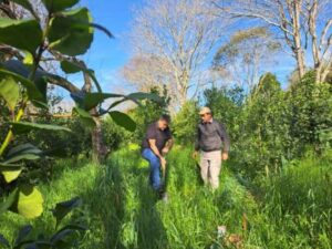 Leia mais sobre o artigo Sistema agroflorestal é alternativa para o cultivo de erva-mate