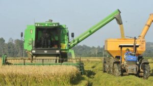 Leia mais sobre o artigo Colheita do arroz atinge 79,19% da área semeada no Estado