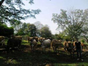 Leia mais sobre o artigo SDR divulga selecionados para a segunda etapa do Programa Agrofamília Juventude