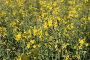 Leia mais sobre o artigo Inicia floração da canola no RS, e plantio da safra de inverno segue de forma lenta