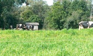 Leia mais sobre o artigo Forrageiras de inverno garantem alimentação para rebanho gaúcho