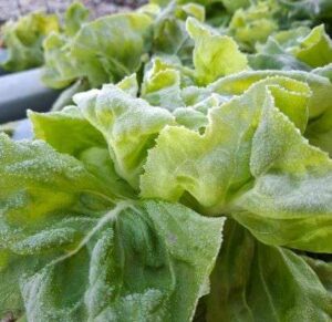 Leia mais sobre o artigo Produção de folhosas é afetada por chuvas e frio intenso no RS