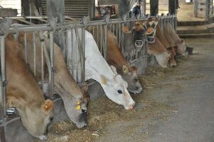 Leia mais sobre o artigo Produtividade e qualidade impulsionam a bovinocultura de leite na agricultura familiar do RS