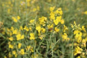 Leia mais sobre o artigo Floração da canola impulsiona apicultura migratória no RS