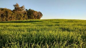 Leia mais sobre o artigo Temperaturas amenas e maior radiação solar beneficiam lavouras de trigo