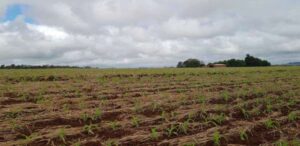Leia mais sobre o artigo Clima favorece estabelecimento inicial do milho no RS