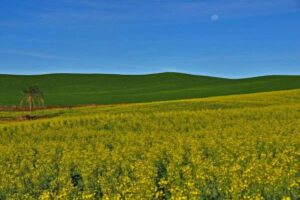 Leia mais sobre o artigo Inicia colheita da canola no RS 