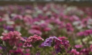 Leia mais sobre o artigo Primavera renova paisagens e inspira projetos de flores no Rio Grande do Sul