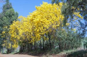 Leia mais sobre o artigo Primavera começa nesta segunda-feira (22/09) 