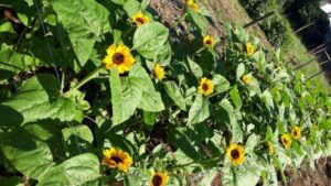 Leia mais sobre o artigo Primavera começa com chegada de frente fria, temporais e fortes ventos