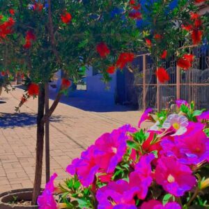 Leia mais sobre o artigo Primavera transforma a Rua Porto Alegre em cenário de encantos em Campina das Missões