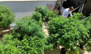Leia mais sobre o artigo AGU pede mais tempo para regular uso da cannabis medicinal