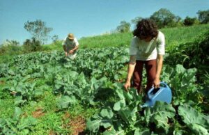 Leia mais sobre o artigo Dia Nacional da Agroecologia reforça importância do setor na agricultura familiar