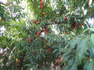 Leia mais sobre o artigo Família Karsburg transforma a agricultura em Novo Machado e se torna referência em fruticultura