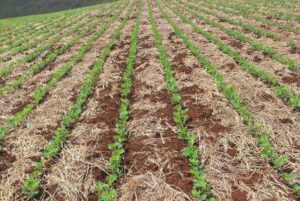 Leia mais sobre o artigo Soja no RS: plantio acelera e desenvolvimento inicial é adequado