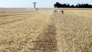 Leia mais sobre o artigo Colheita do trigo é finalizada no RS