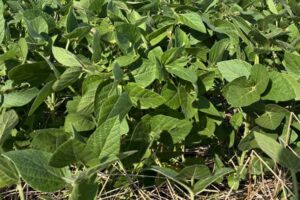 Leia mais sobre o artigo Plantio da soja se encaminha para o final no Rio Grande do Sul