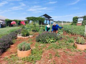 Leia mais sobre o artigo Emater/RS-Ascar prepara espaço diversificado na Expoagro Cotricampo