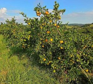 Leia mais sobre o artigo Citros apresentam diferentes fases de desenvolvimento no RS