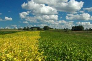 Leia mais sobre o artigo Vazio sanitário da soja começa no mês de julho no RS