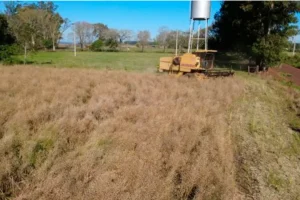 Colheita da canola começa no RS