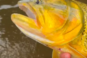 caminho para pesca esportiva do dourado
